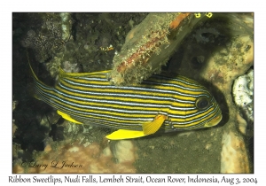 Ribbon Sweetlips