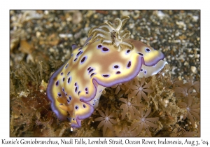 Kunie's Goniobranchus
