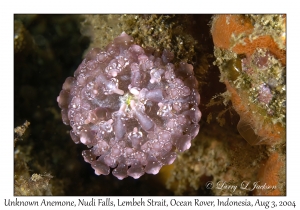 Unknown Anemone