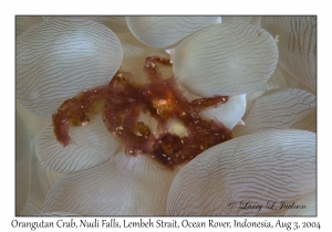 Orangutan Crab