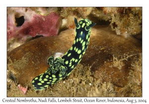 Crested Nembrotha