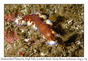 Undescribed Flatworm
