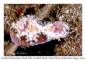 Girdled Glossodoris