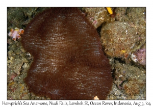 Hemprich's Sea Anemone