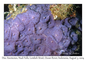 Disc Anemone