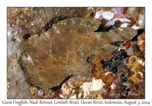 Giant Frogfish
