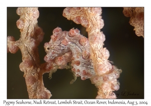 Pygmy Seahorse