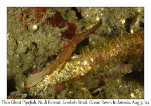 Thin Ghost Pipefish