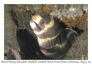 Barred Moray sub adult