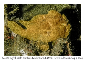 Giant Frogfish male