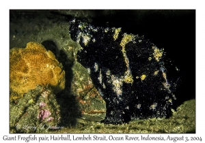Giant Frogfish pair