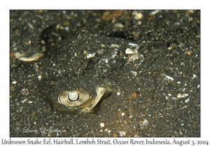 Unknown Snake Eel