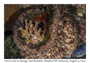 Horn Coral in Sponge