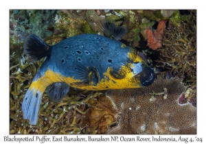 Blackspotted Puffer