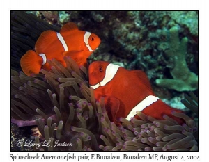 Spinecheek Anemonefish in Bubble-tip Sea Anemone