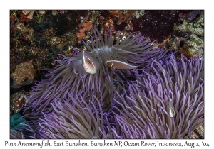 Pink Anemonefish