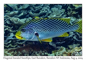 Diagonal-banded Sweetlips