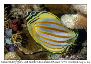 Ornate Butterflyfish