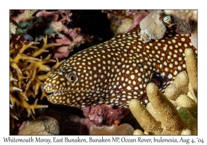 Whitemouth Moray