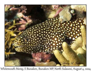 Whitemouth Moray