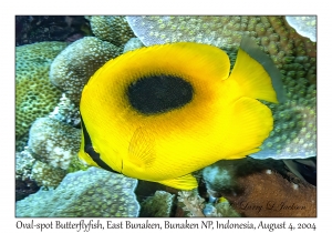 Oval-spot Butterflyfish