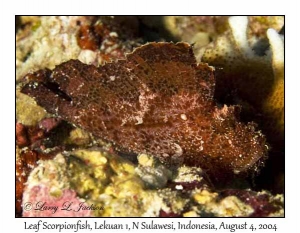 Leaf Scorpionfish