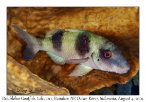 Doublebar Goatfish
