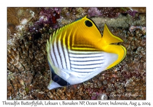 Threadfin Butterflyfish