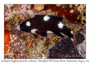 Axilspot Hogfish juvenile