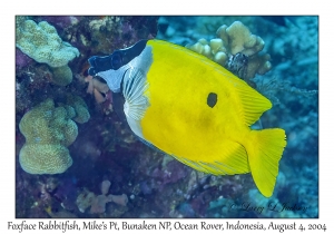 Foxface Rabbitfish