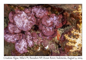 Crustose Algae