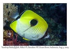 Teardrop Butterflyfish