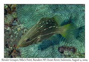 Slender Grouper