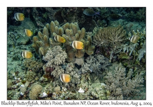 Blacklip Butterflyfish