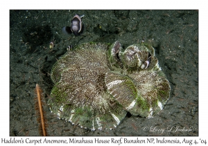 Haddon's Carpet Anemone