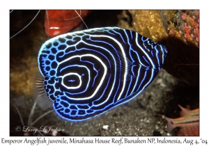 Emperor Angelfish juvenile