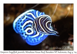 Emperor Angelfish juveniles