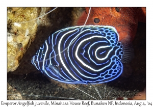 Emperor Angelfish juvenile