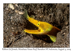 Ribbon Eel female