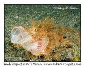 Weedy Scorpionfish