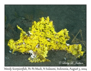 Weedy Scorpionfish