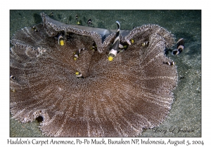 Haddon's Carpet Anemone