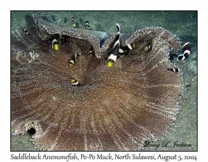 Saddleback Anemonefish in Haddon's Sea Anemone