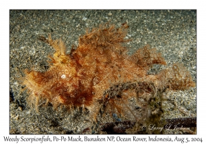Weedy Scorpionfish