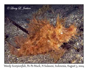 Weedy Scorpionfish