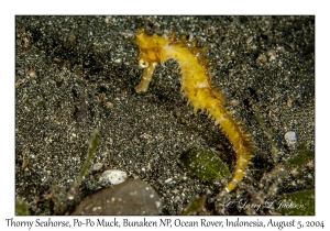 Thorny Seahorse