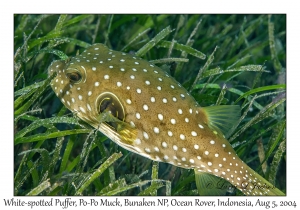 White-spotted Puffer
