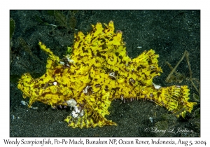 Weedy Scorpionfish