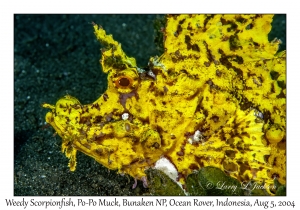 Weedy Scorpionfish