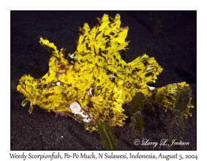 Weedy Scorpionfish